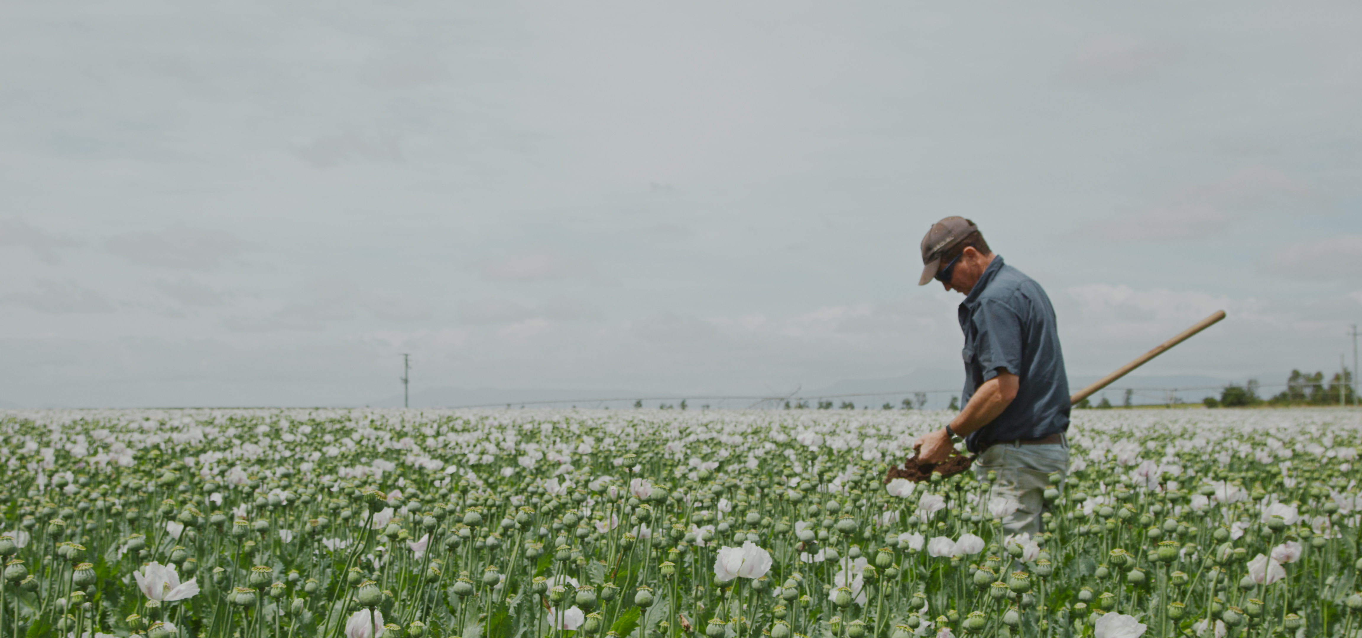 Person working among flowering poppies in a field