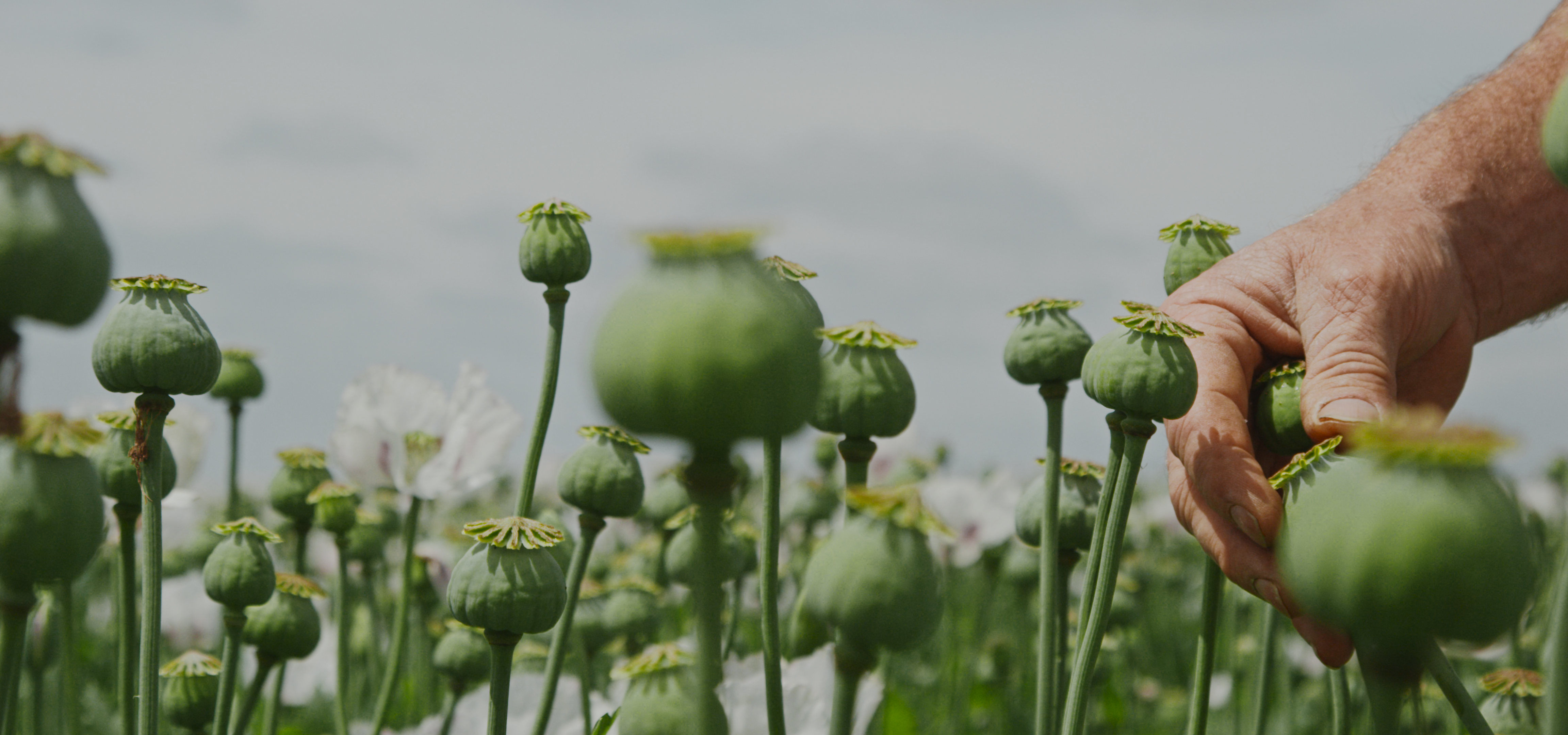 Close view of green poppy capsules with a hand among the plants