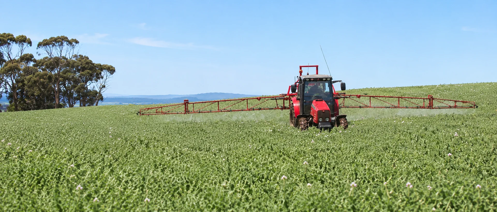 Red tractor with a boom sprayer working in a green poppy field