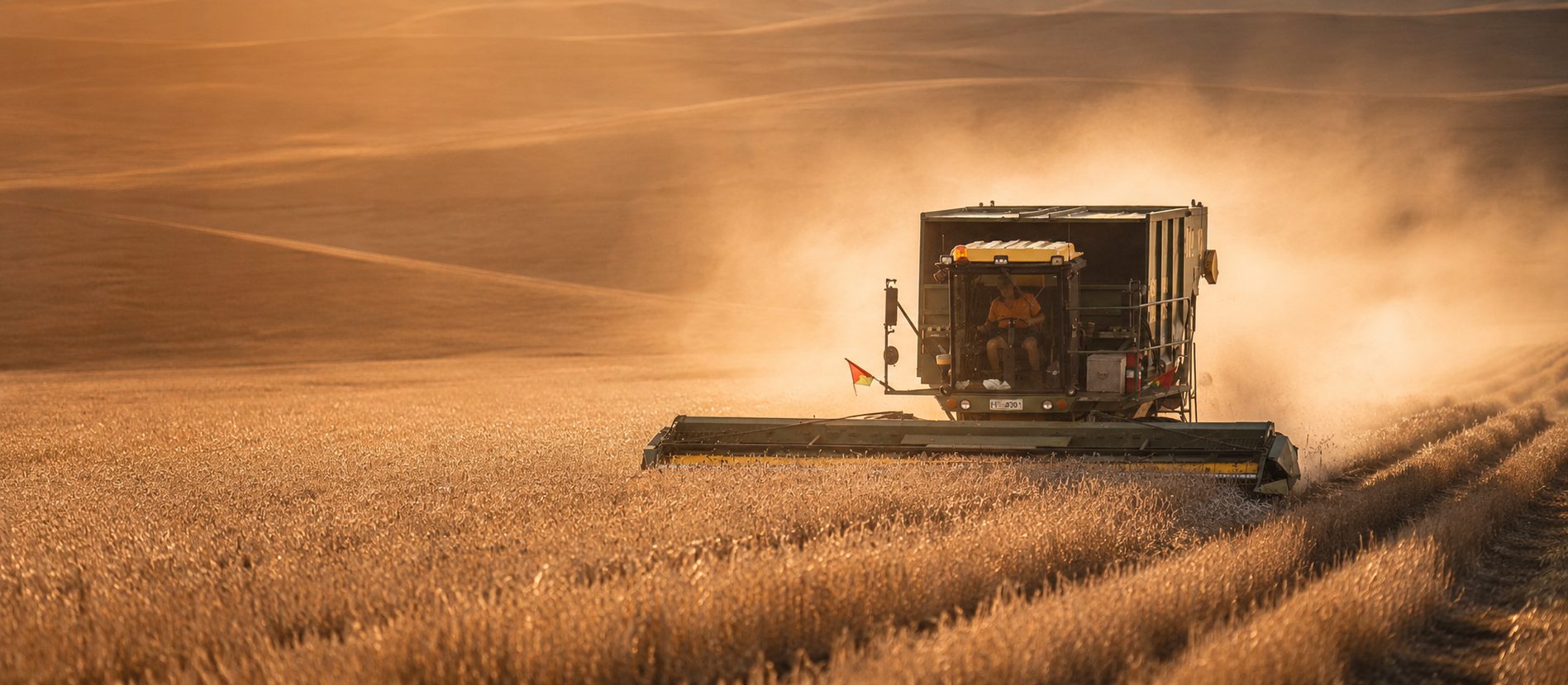 Harvesting machinery moving through a mature crop